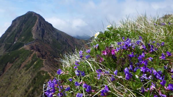 八ヶ岳,６月,梅雨,高山植物,ツクモグサ,花,ウルップソウ
