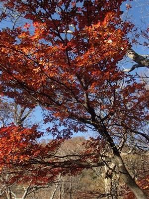 氷ノ山の紅葉のツツジ