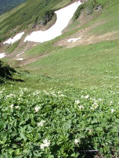 富良野岳のお花畑と雪渓