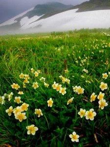 花の白馬岳